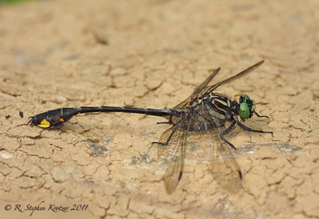 Gomphurus vastus, male